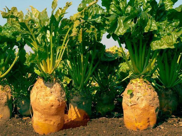 Буряк кормовий Бригадир ваговий 0,1 кг, Німеччина 0889 фото