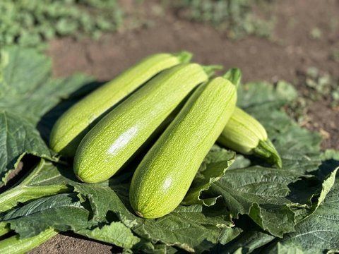 Кабачок Фенсі F1 (Fancy F1) ранній 5шт, Manier Seeds 245567 фото