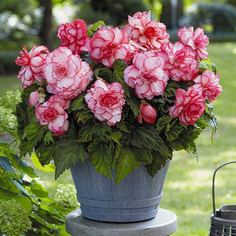 Бегонія Bouton de Rose (Гігантська квітка) (бульби) 30059 фото