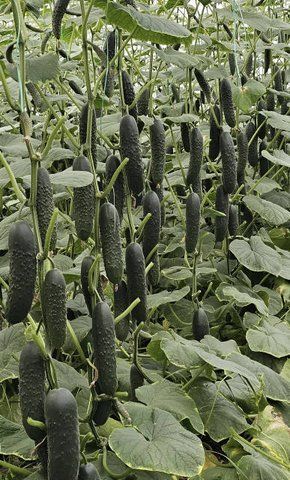 Алпагу F1 / Alpagu F1 огірок 10 нас. Manier Seeds 455688 фото