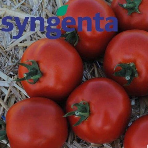 Насіння томатів &laquo;Мамако F1&raquo; Syngenta 20 нас  2902 фото