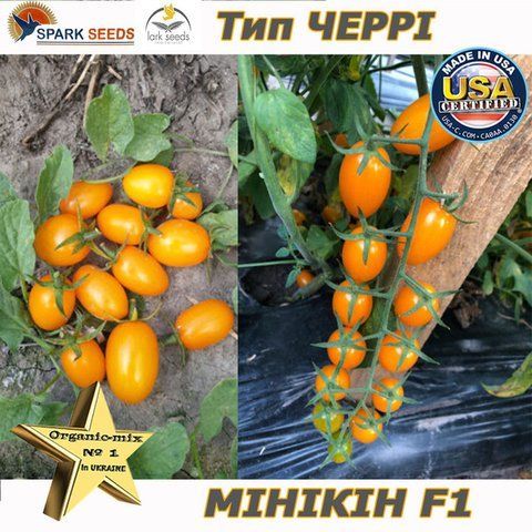 Томат Мінікін F1 10 шт самопакування  45678888 фото