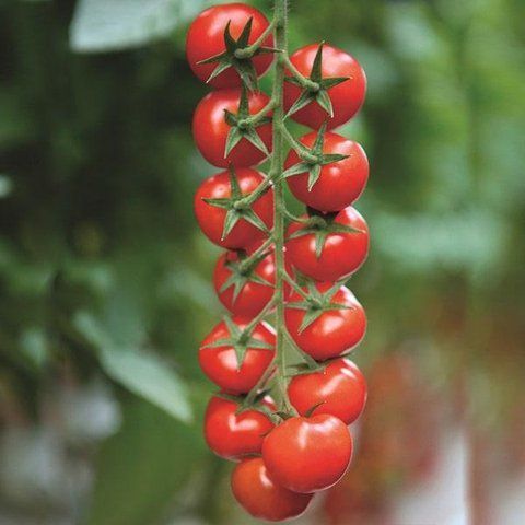 Томат Конорі F1 10 нас Kitano Seeds ( фасування з профупаковки) 754356 фото