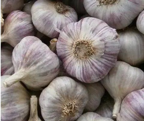 Часник посадковий Любаша (5+)І-репродукція, 1 кг 3034 фото