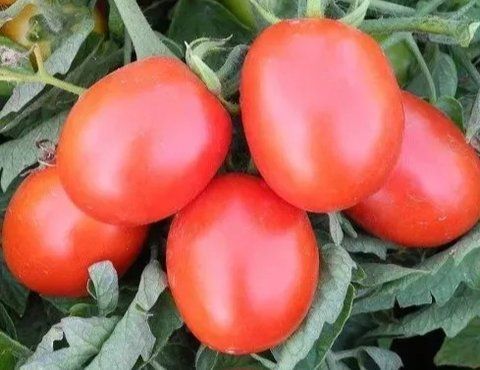 Бріксол F1  20 шт томат детермінантний United Genetics 456777 фото