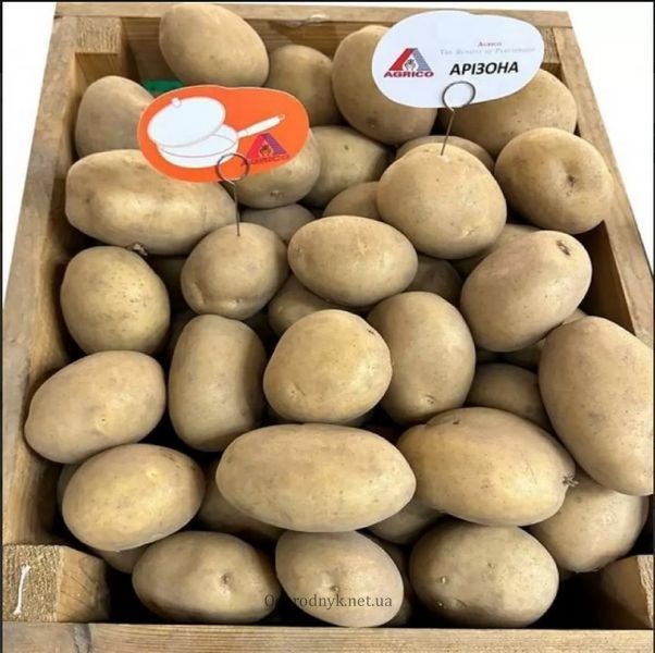 Насіннєва картопля АРІЗОНА 2.5 кг AGRICO (1-РЕПРОДУКЦІЯ) 3403 фото