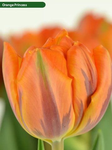Тюльпан Orange Princess 45667888 фото