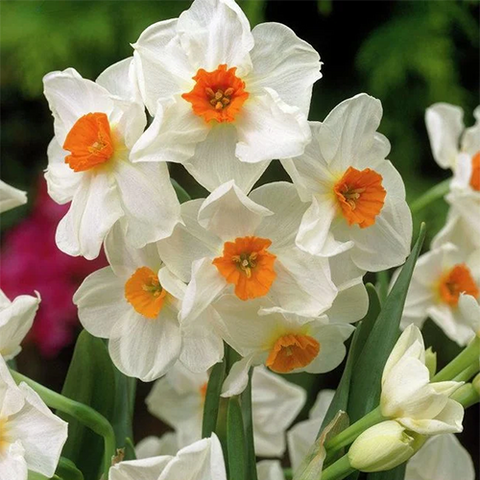 Нарцис таццета Geranium 1547 фото