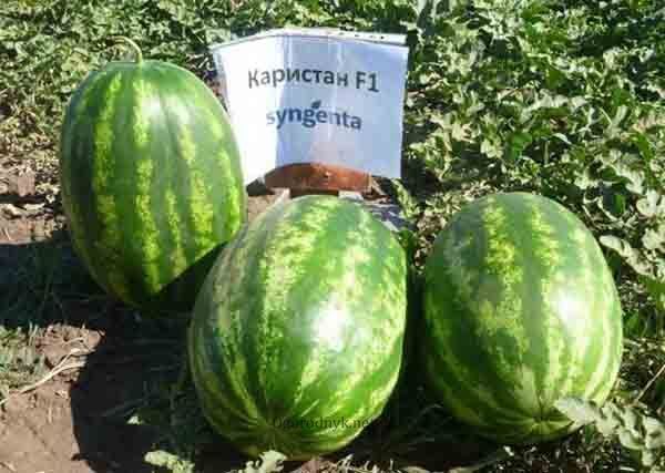 Насіння кавуна Карістан F1, "Syngenta" (Нідерланди), 10 шт 0774 фото