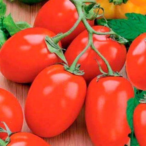 Томат Ріо фуєго 400 нас з проф упаков. Lark seeds, США 2371 фото
