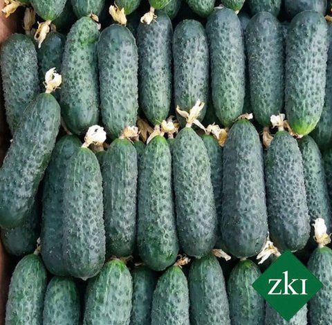 КАССІУС (ЗКІ 1507) F1 / CASSIUS (ZKI 1507) F1 - насіння огірка, INNOVA SEEDS 10 нас 2934 фото