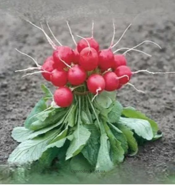 Редис Рондар F1 Syngenta 2 гр ( самопакування в зіп пакет з проф упаковки) 1205 фото