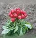 Редис Рондар F1 Syngenta 2 гр ( самопакування в зіп пакет з проф упаковки) 1205 фото 2
