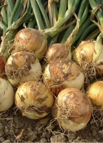 Цибуля Шекспір 8/21, TOP Onion(Нідерланди) 0,5кг 1353 фото