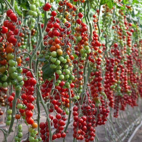Томат Ітіро KS 4559 F1, Kitano Seeds 10 шт 2890 фото