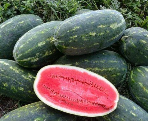 Насіння Кавун "Юмми F1" (Lark Seeds) 10 шт поштучно 777777765 фото