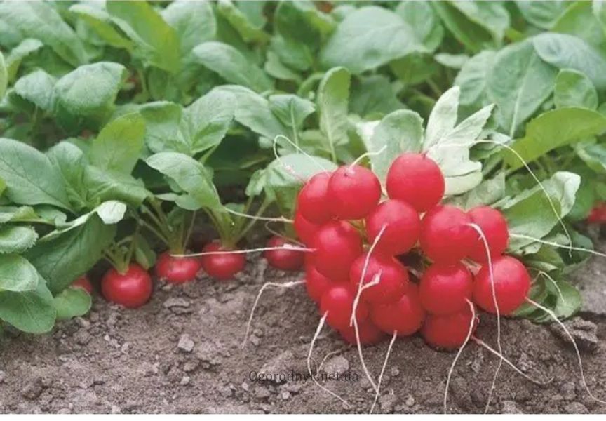 Редиска Донар F1 Syngenta 2 гр ( самопакування в зіп пакет з проф упаковки) 1206 фото