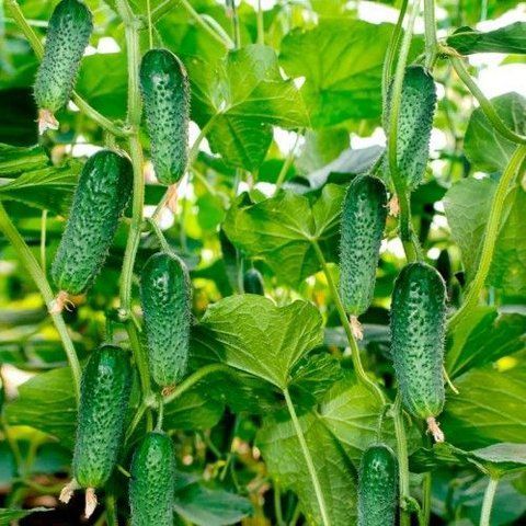 Огірок Арктика самозапильний 10 нас (Самопакування в зіп пакет з проф упаковки) 1592 фото