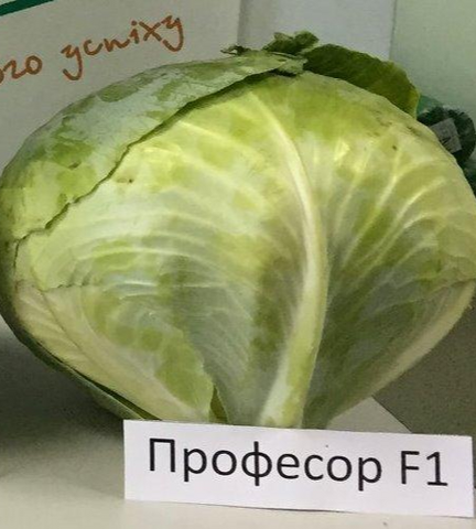 Капуста Професор F1 50 шт 556789 фото