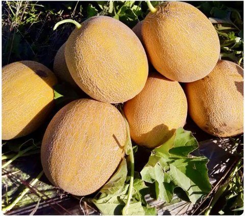 Диня АДРІАТИКА F1 рання 10 шт, Manier Seeds d-0001 фото