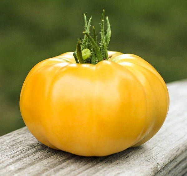 KS 10 (ЯМАМОТО) F1 10 шт Kitano Seeds Томат Індетермінантний 0849 фото