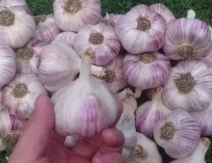 Часник посадковий Любаша (5+)І-репродукція, 0.5 кг 99999 фото
